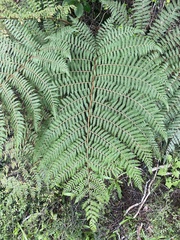 Cyathea colensoi