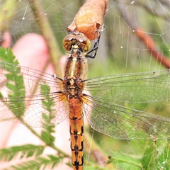 Diplacodes melanopsis