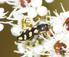 Castiarina decemmaculata