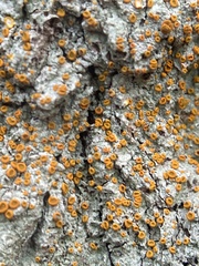 Brigantiaea leucoxantha