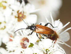 Lepturidea deplanchei