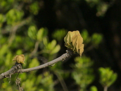 Sterculia villosa
