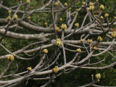 Sterculia villosa