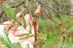 Diplacodes melanopsis