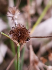 Juncus acuminatus