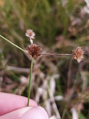 Juncus acuminatus