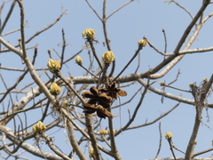 Sterculia villosa