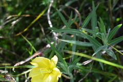 Oenothera affinis