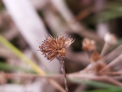 Juncus acuminatus