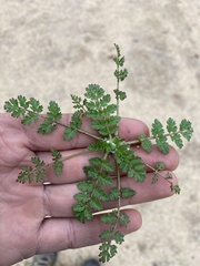 Erodium cicutarium