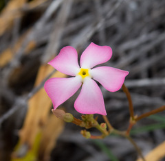 Mandevilla tenuifolia