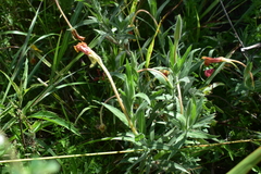 Oenothera affinis