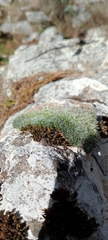 Grimmia pulvinata