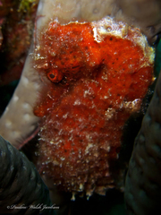 Hippocampus reidi