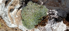 Grimmia pulvinata