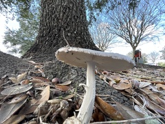 Amanita vaginata