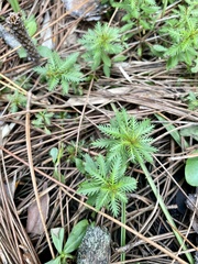 Proserpinaca palustris