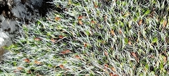 Grimmia pulvinata