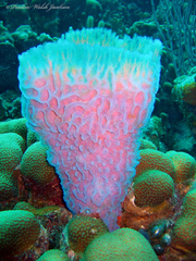 Callyspongia plicifera