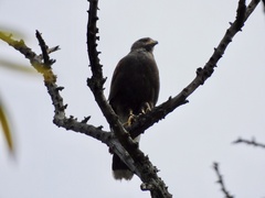 Parabuteo unicinctus