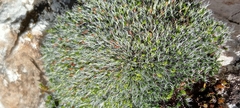 Grimmia pulvinata