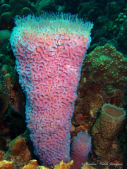 Callyspongia plicifera