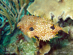 Chilomycterus antillarum