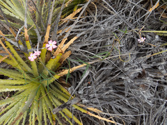 Mandevilla tenuifolia