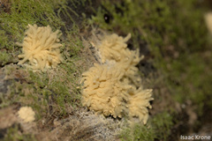 Arcyria obvelata