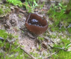 Plicaria endocarpoides