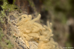 Arcyria obvelata