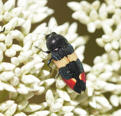 Castiarina bella