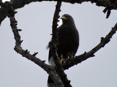 Parabuteo unicinctus
