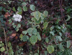 Symphoricarpos albus