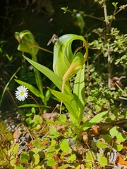 Pterostylis patens