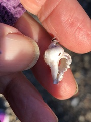 Ocenebrinae