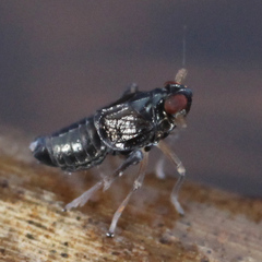 Pissonotus