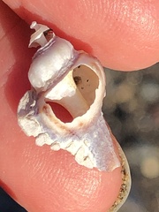 Ocenebrinae