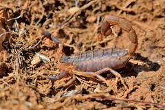 Uroplectes triangulifer
