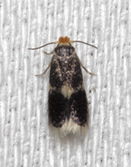 Stigmella salicis