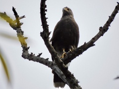 Parabuteo unicinctus