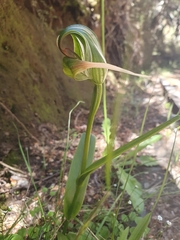 Pterostylis patens