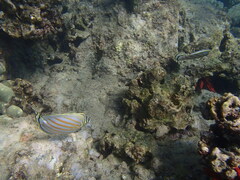 Chaetodon ornatissimus