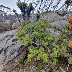 Ozothamnus ledifolius