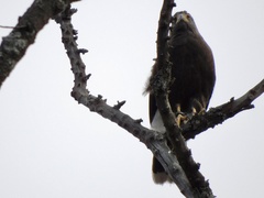 Parabuteo unicinctus
