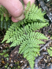 Hypolepis millefolium