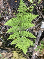 Hypolepis millefolium