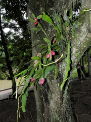 Epiphyllum phyllanthus