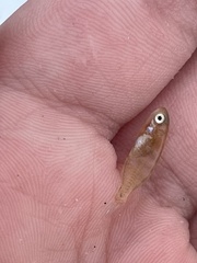 Sciaenidae