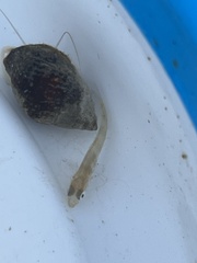 Sciaenidae
